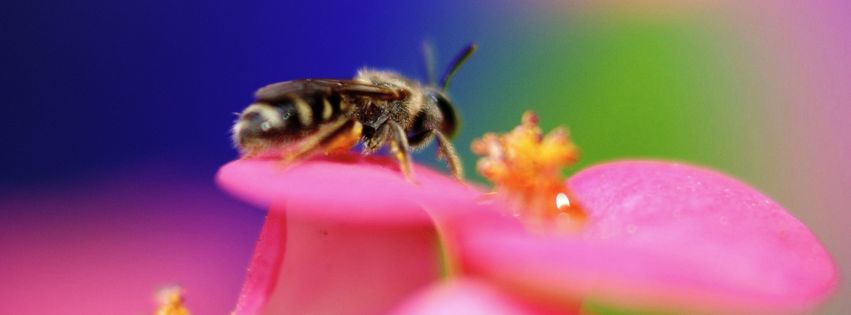 Abeille sur une fleur.jpg