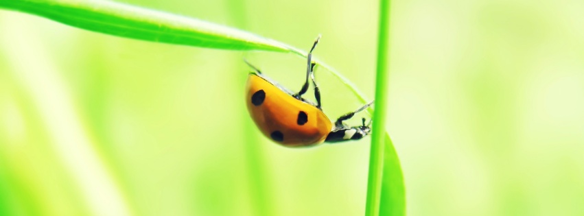 Coccinelle FB Cover.jpg