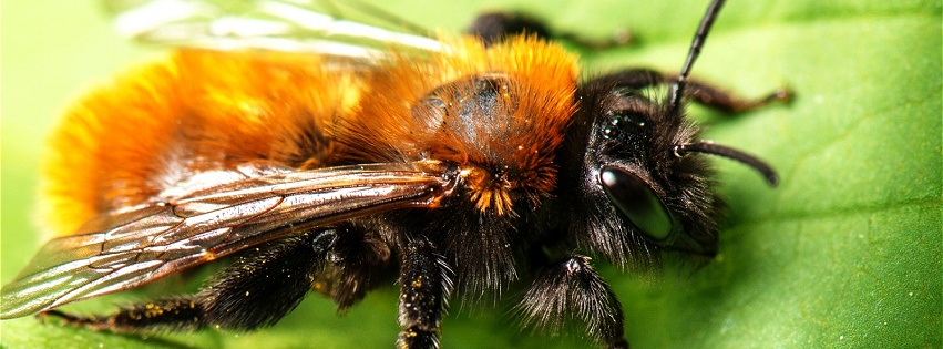 Grosse abeille.jpg