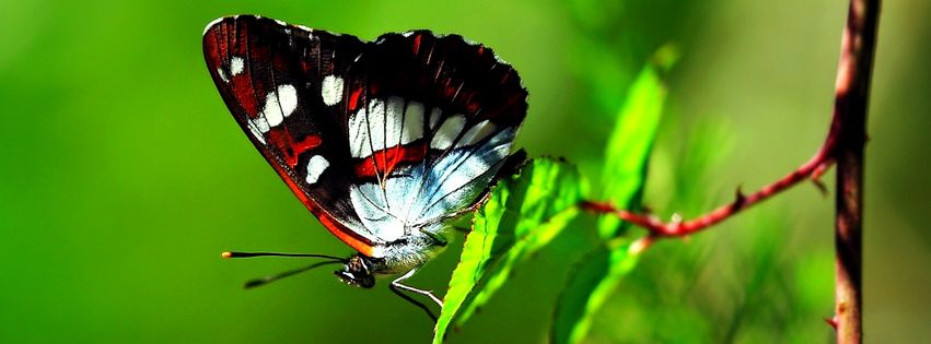 Papillon - Facebook.couv.jpg