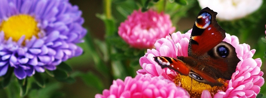 Papillon dans des fleurs - FB