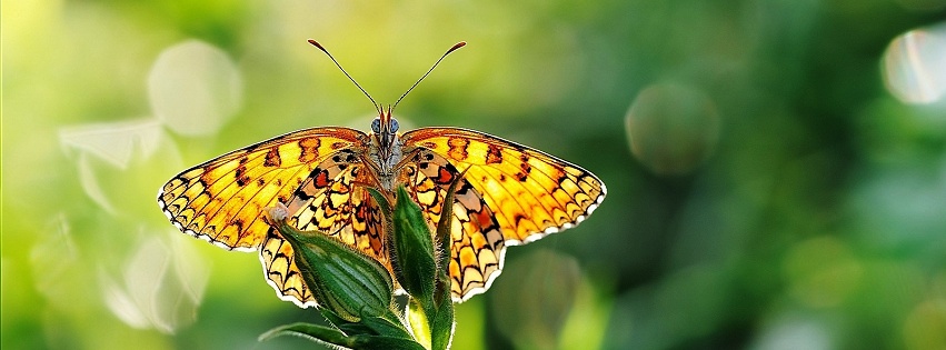 Papillon jaune