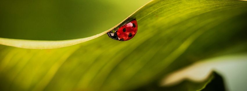 Petite coccinelle