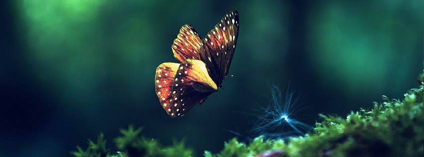 Papillon pour profil facebook.JPG