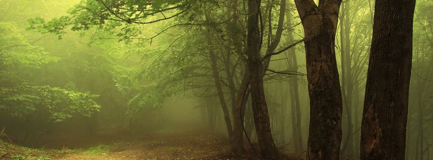 Brume en forêt