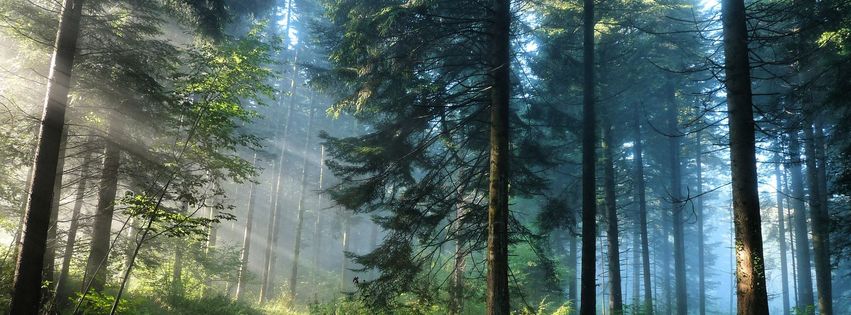 Chemin dans la forêt