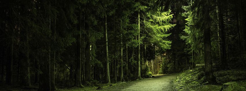 Chemin en forêt.jpg