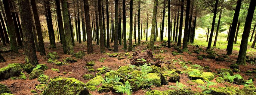 Descente montagne forêt.jpg