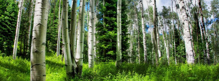 Forêt de bouleaux.jpg