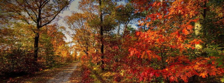 Forêt en automne (2).jpg