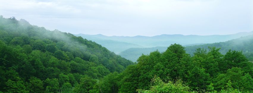 Forêt verdoyante (2)