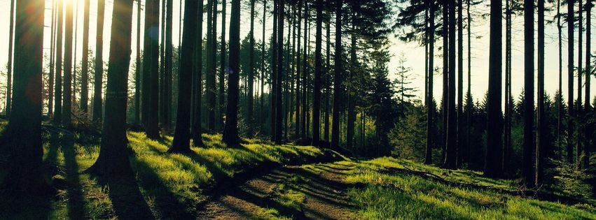 Forêt FB Cover HD (2).jpg