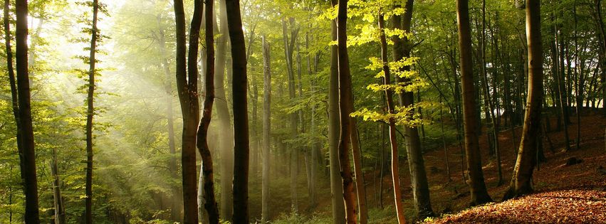 Soleil à travers les arbres