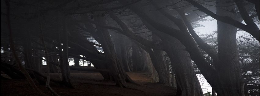 Sombre forêt (2).jpg