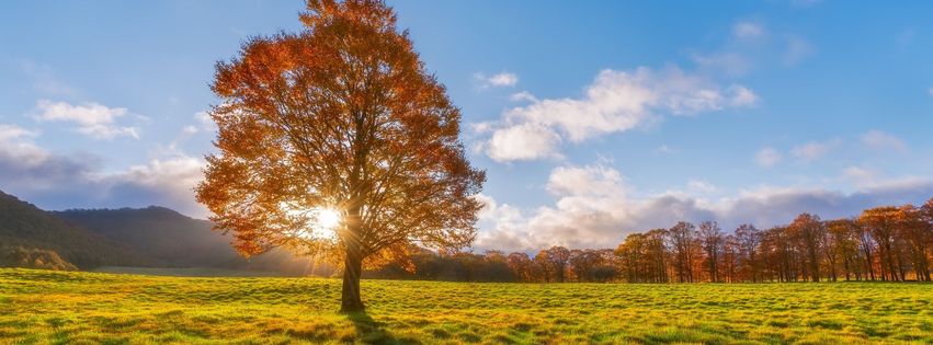 Arbre dans la prairie