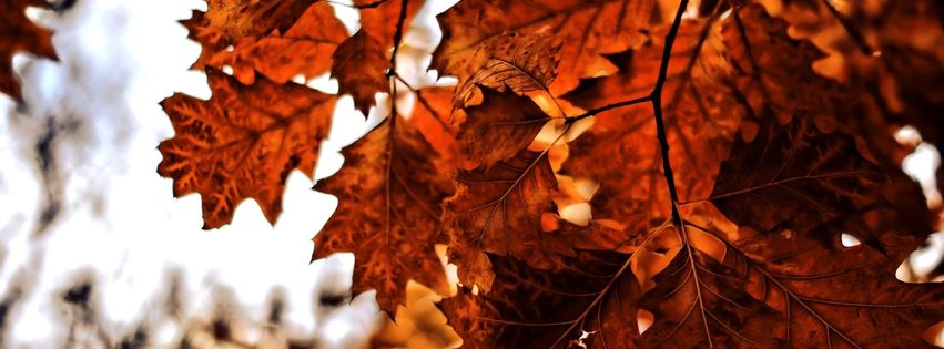 Feuilles automne