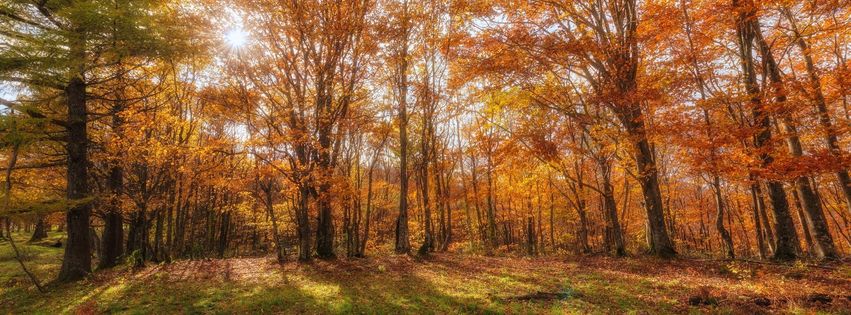 Magnifique_clairiere_en_automne.jpg