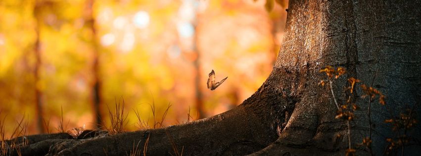 Papillon en automne