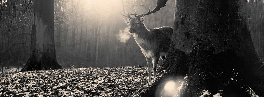 Cerf_en_hiver_-_image_noir_et_blanc.jpg