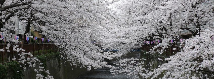 Arbres Printemps.jpg