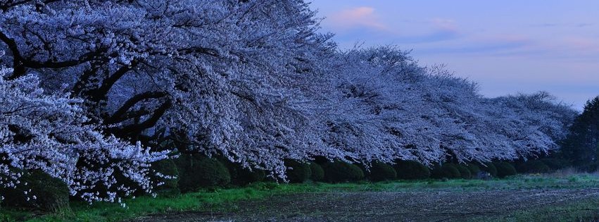 Arbres en fleurs.jpg