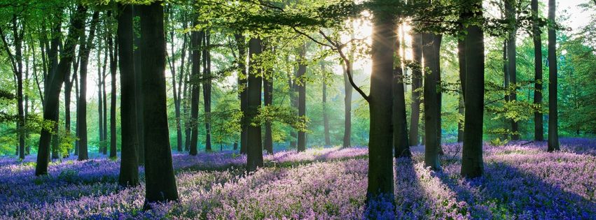 Printemps en forêt.jpg