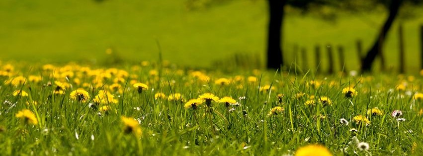 Fleurs des champs.jpg