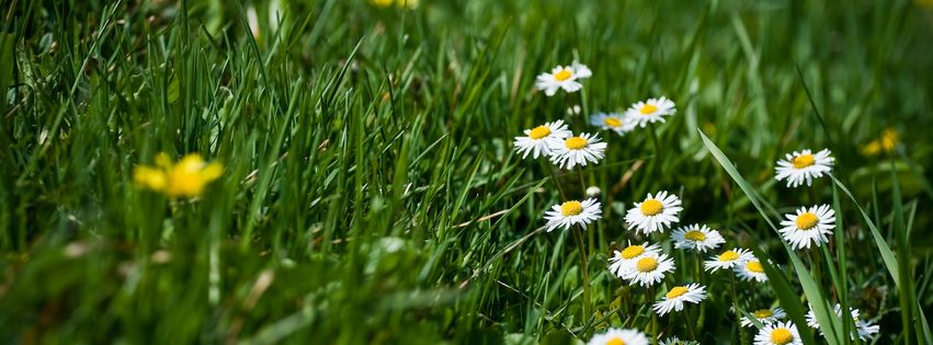 Marguerites