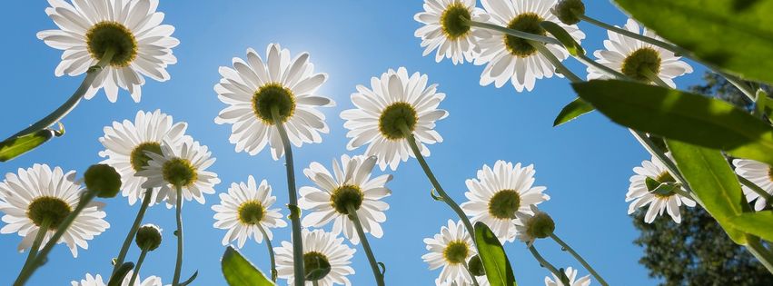 Les marguerites