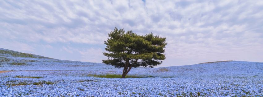 Champ de fleurs.jpg