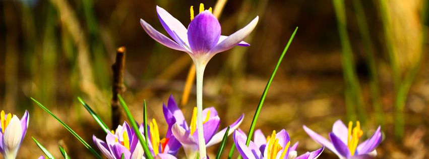 Premières fleurs du printemps.jpg