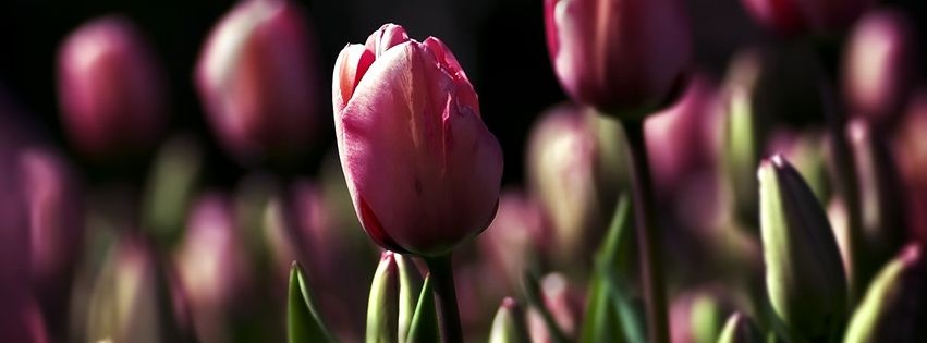 Tulipes Photo facebook.jpg