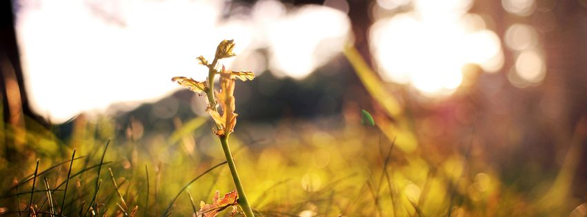 Le printemps photo.jpg