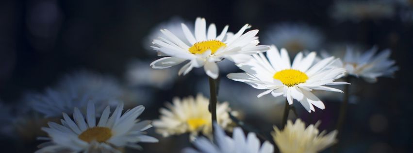 Belles Marguerites